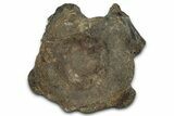 Jurassic Fossil Pliosaur (Liopleurodon) Vertebra - England #352094-3